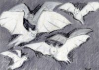 White winter bats
